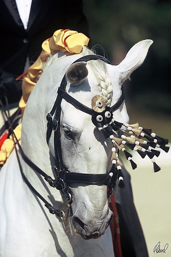 Andalusier Lusitanos Yeguada Tag des iberischen Pferdes 7 2004